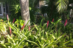 Front yard landscaping