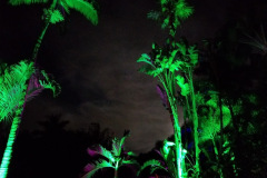 Palm tree up lighting