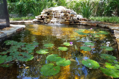 Koi Pond