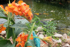 Natural pond