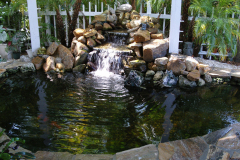 koi pond bokeelia